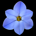 Ipheion 'Rolf Fiedler'
